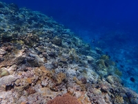 지구온난화로 산호 저산소증…