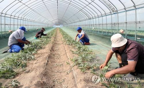 농가에서 일하는 외국인 계절근로자