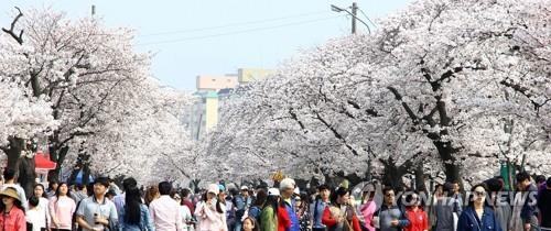 정읍 벚꽃축제
