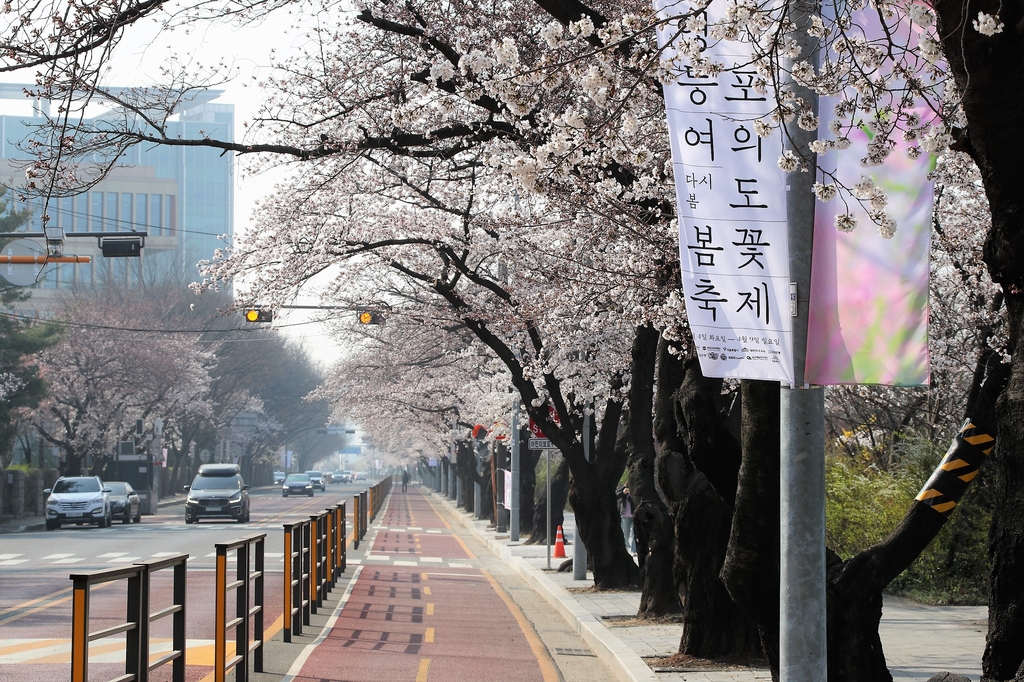서울 영등포구 여의서로 벚꽃 개화 모습