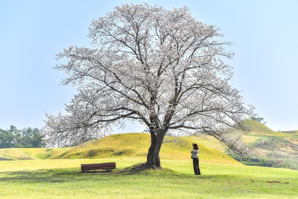 말이산 고분군 벚나무 벚꽃