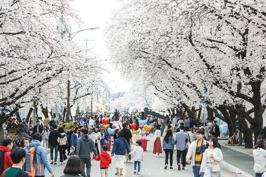 2019년 4월 6일 안동 벚꽃 축제 모습