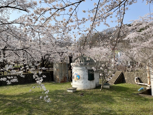 '벚꽃의 향연' 동해시 유천문화축제 내달 1일 개막