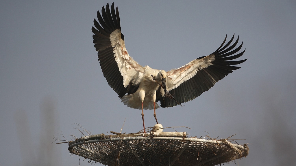 둥지 탑에서 새끼를 품은 암컷과 둥지를 보수 중인 수컷