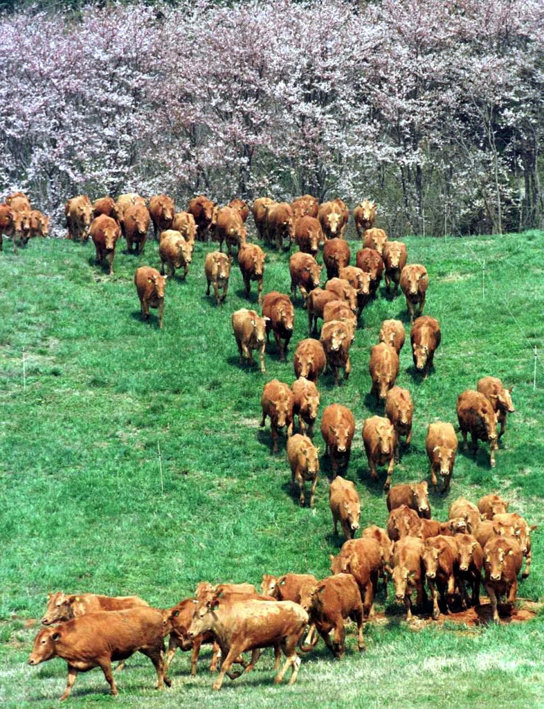 충남 서산 한우목장에서 소들이 목초지로 나아가기 위해 벚꽃 터널을 지나고 있다. 1999년 [연합뉴스 자료사진]