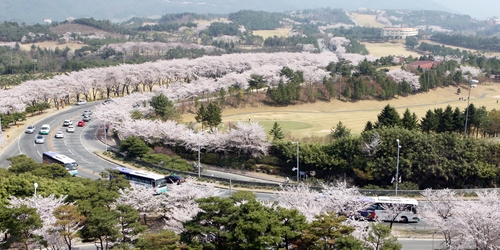 경주 보문관광단지 도로와 주변의 벚꽃이 절정을 이뤄 장관을 연출하고 있다. 2009년 [연합뉴스 자료사진]