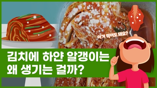 [Why요?] 김치에 하얀 알갱이는 왜 생기는 걸까?