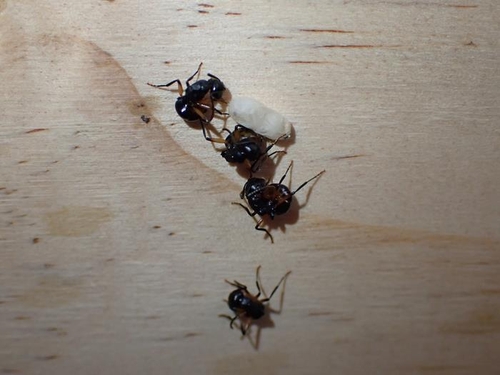 위험 피하려 무리 전체가 죽은 척 연기하는 호주 가시개미