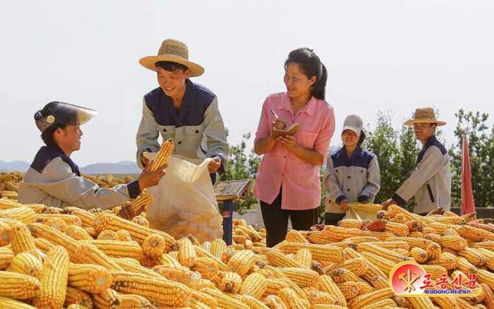 황주긴등벌서 옥수수 수확하는 북한 농민들