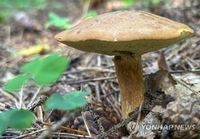 버섯 풍작에 러시아 전역서 숲 찾는 주민 늘자 실종사고도 급증