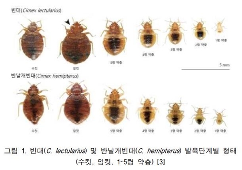 매트리스 위의 빈대