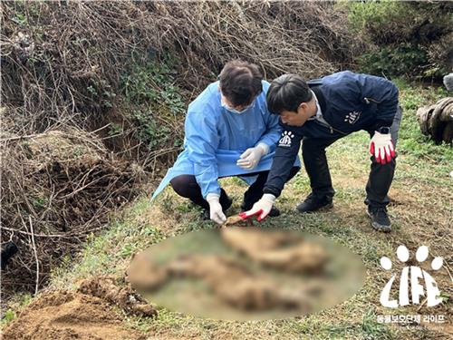 여주에서 발견된 개 사체들