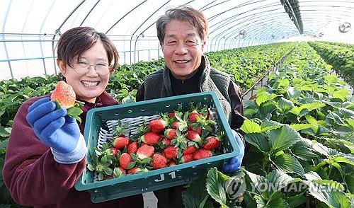 수출 경남 딸기