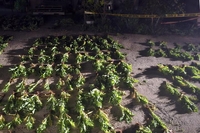 주택 앞마당서 양귀비 대량 재배…해경, 80대 조사 중
