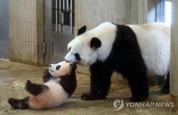 일본, 판다 '샹샹' 이어 엄마·아빠도 내달말 중국에 반환