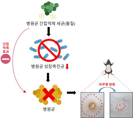 병원균 성장 촉진균의 억제를 통한 피부 병증 개선 모식도