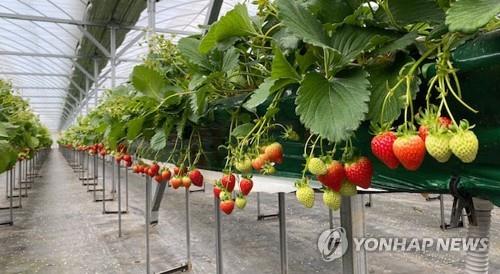 원주 '치악산 딸기' 