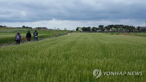 제주 가파도 청보리밭