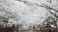 벚꽃명소 진해 여좌천, 사철 관광지로…공공건축가 머리 맞댄다
