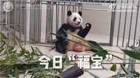 '구토·설사' 푸바오 건강이상설…中판다센터 "정상 상태" 해명