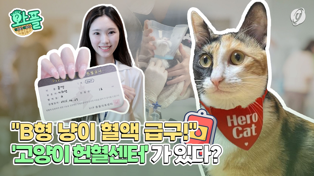 [와플] "B형 냥이 혈액 급구"…고양이 헌혈센터가 있…