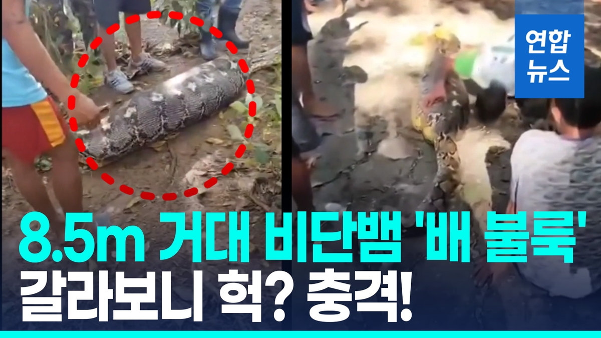 [영상] '배 불룩' 8.5m 거대 비단뱀…배 갈라보니 노인 시신 '충격'