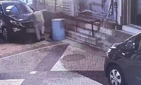 길고양이 안전고깔에 가두고 학대해 죽인 20대…경찰 수사