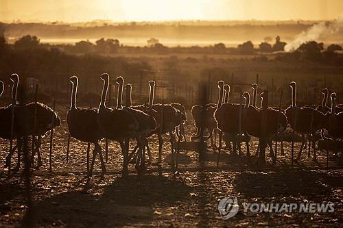 남아공, 30% 美상호관세 직면…"끝까지 협상 총력"
