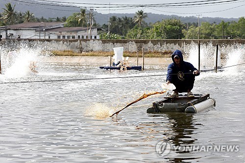 인도네시아 새우 양식장