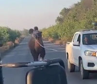 우크라군, 러 진지서 쌍봉낙타 포획…"탄약 등 운반"