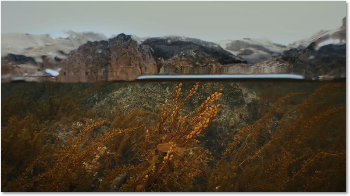 MBC강원영동,해양 다큐 '꽁치풀-바다의 속삭임'