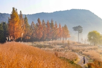 [여행honey] 깊고 광활한 숲의 향연…국립백두대간수목원