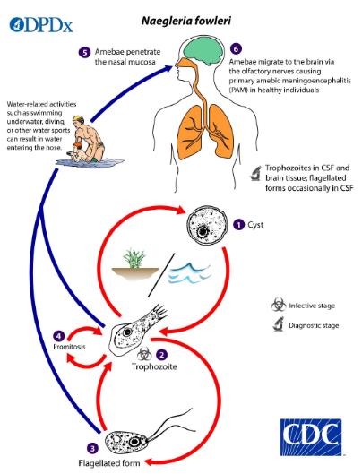 La imagen, creada por los Centros para el Control y la Prevención de Enfermedades (CDC) de EE. UU. y proporcionada por la KDCA, muestra el ciclo de vida de la "Naegleria fowleri". (Prohibida su reventa y archivo) 