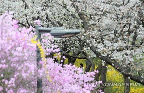 Corea del Sur experimenta la primavera más calurosa este año