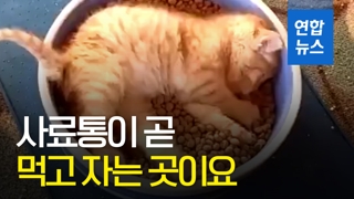 [영상] '행복이란 게 이런 건가요'…사료통 아기 고양이 화제