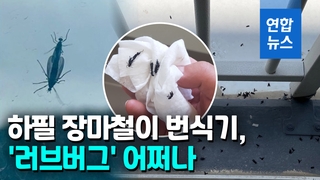 [영상] '러브버그' 대거 출몰한 도심…"마구 달라붙어" 주민 불편