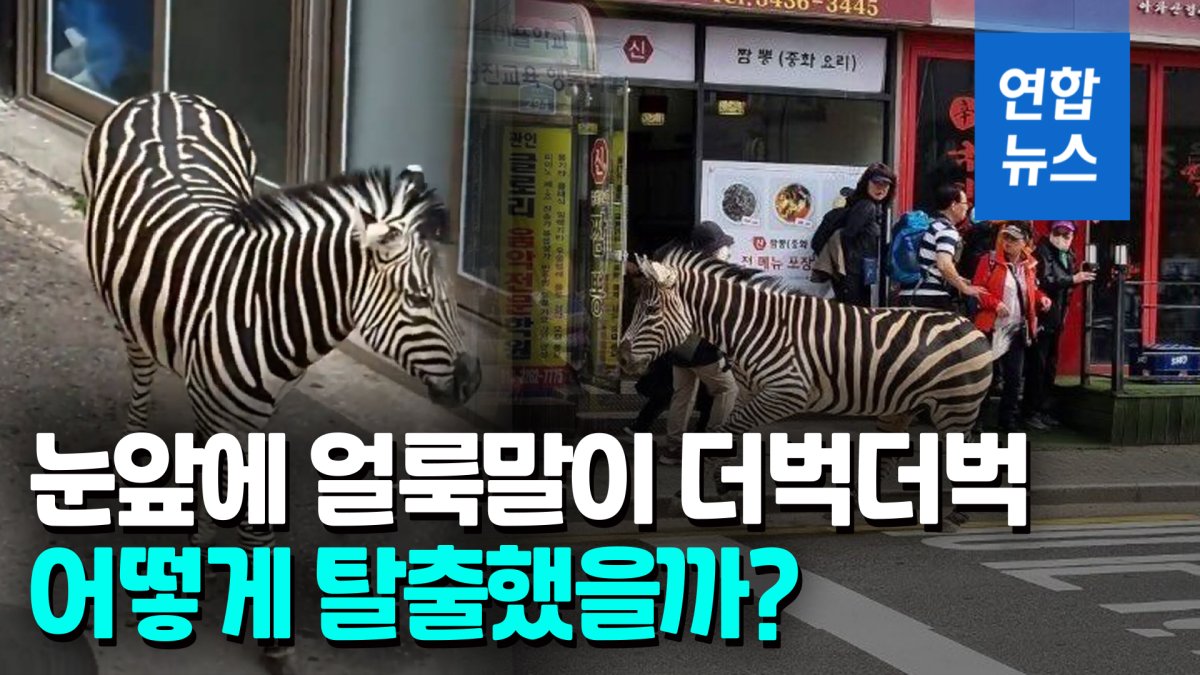 [영상] 어린이대공원 얼룩말 탈출 소동…3시간반 만에 '서울 구경' 끝