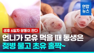  엄마 젖도 함께 먹냐고요?…초유 먹는 쌍둥이 판다 '김치'
