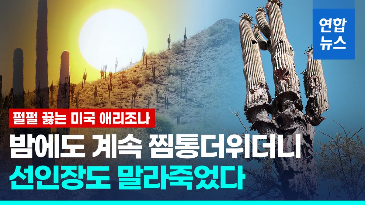 [영상] 애리조나 선인장마저 말려죽인 더위…안쪽부터 썩으며 쓰러져