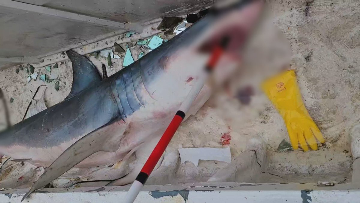낚싯바늘에 걸린 3m 청상아리…어선 일부도 파손