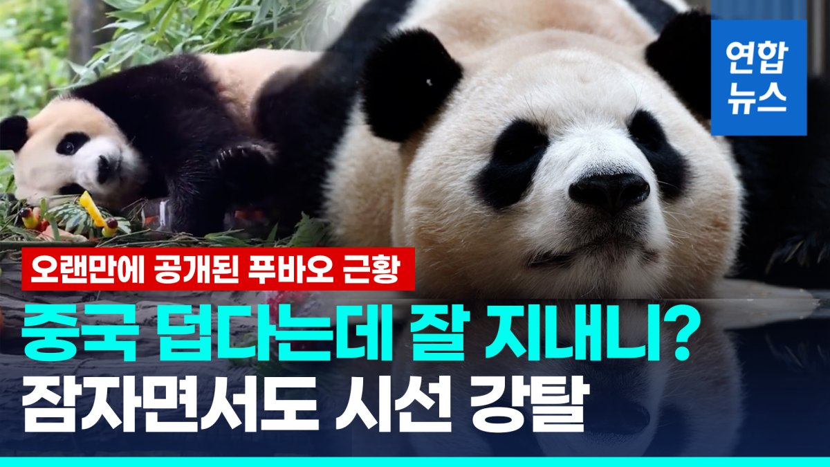 [영상] 푸바오 꿀잠 자는 모습 공개…"자면서 귀 움직이는 재주" 눈길