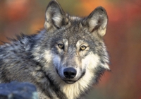 트럼프 행정부가 보호 해제한 美 늑대, 멸종위기종 재지정