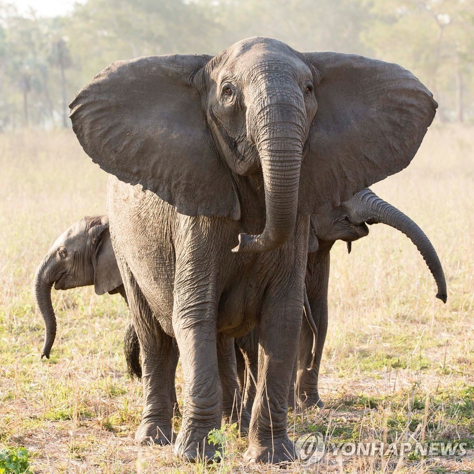 모잠비크 고롱고사 국립공원에 있는 상아 없는 코끼리