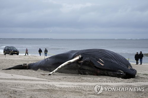 선박항로 횡단하다가…미 동해안서 늘어나는 고래 사체