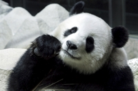 태국 동물원서 돌연사 中 판다 "고령으로 죽어"…보상금 약 6억
