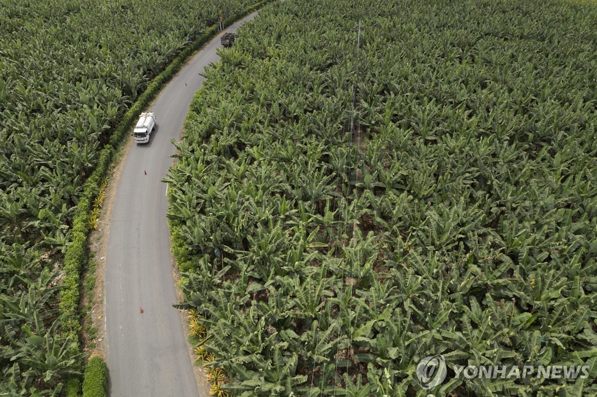 에콰도르 로스리오스 바나나 농장