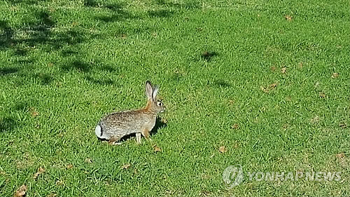 고단백 고기·털가죽 공급원…북한서 '토끼 기르기' 활발