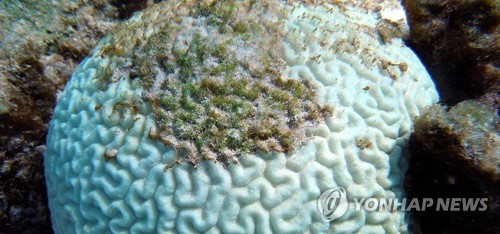 [기후 위기와 해양] ⑩ 물고기 서식지 산호초가 사라진다