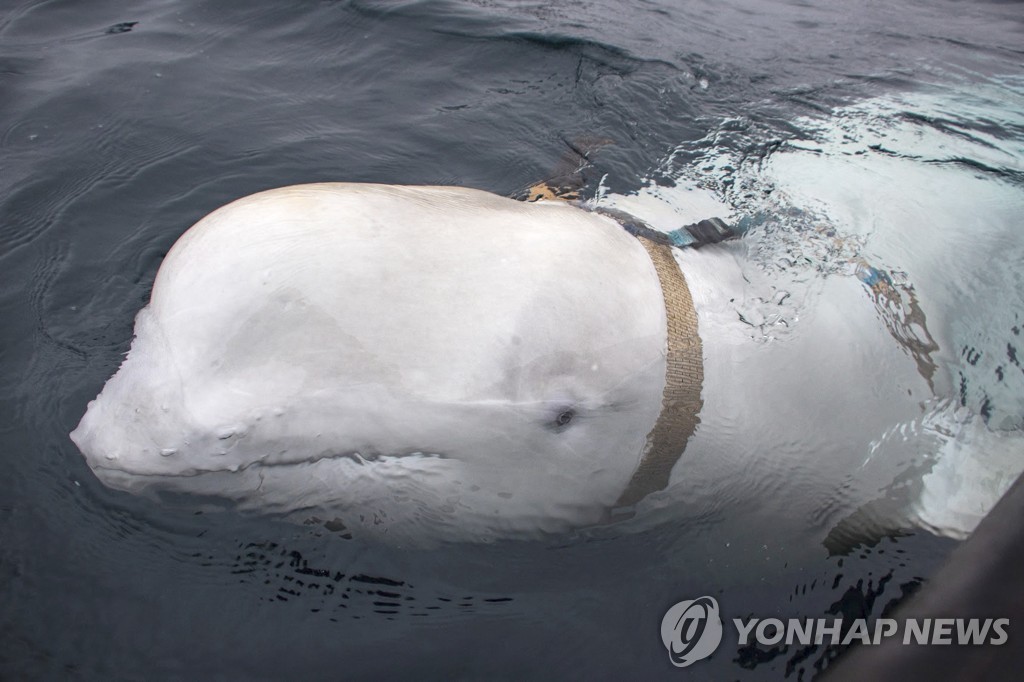 2019년 4월 노르웨이 바다에서 띠를 맨 채로 발견된 흰돌고래 [AFP=연합뉴스 자료사진, 재판매 및 DB 금지]