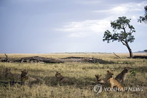 케냐 마사이마라 공원의 사자떼